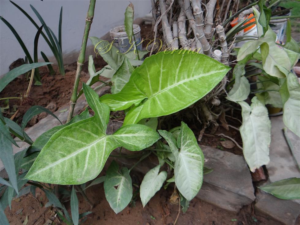  Juvenile leaves